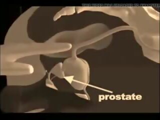 How to give a prostata massaž, mugt xxx massaž kirli video mov